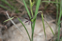 Iphigenia indica